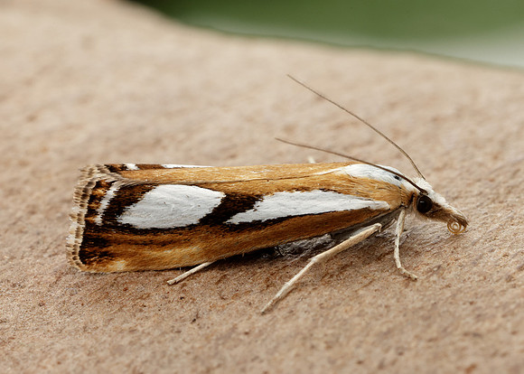 63.096 BF1310 Catoptria permutatellus