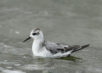 Grey Phalarope Phalaropus fulicarius