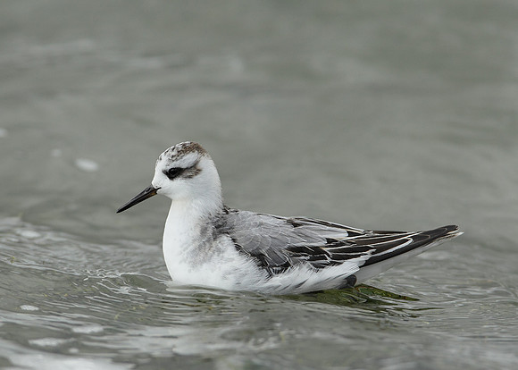Grey Phalarope Phalaropus fulicarius