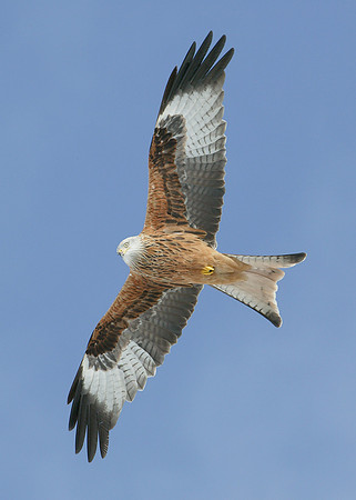 Red Kite Milvus milvus