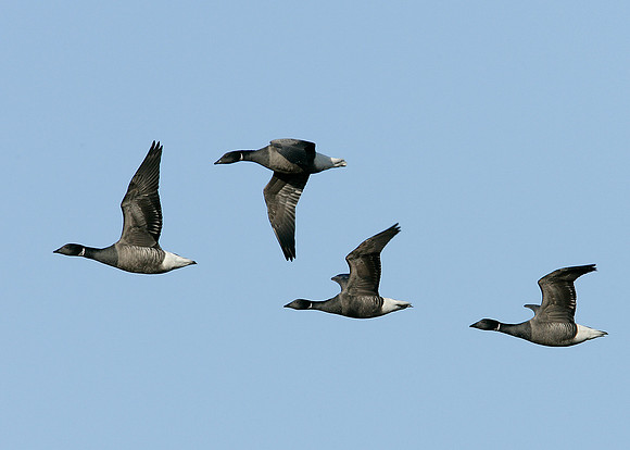 Brent Goose Branta bernicla