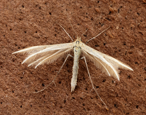 45.033 BF1510 Thyme Plume Merrifieldia leucodactyla