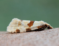 49.127 BF945 Aethes cnicana