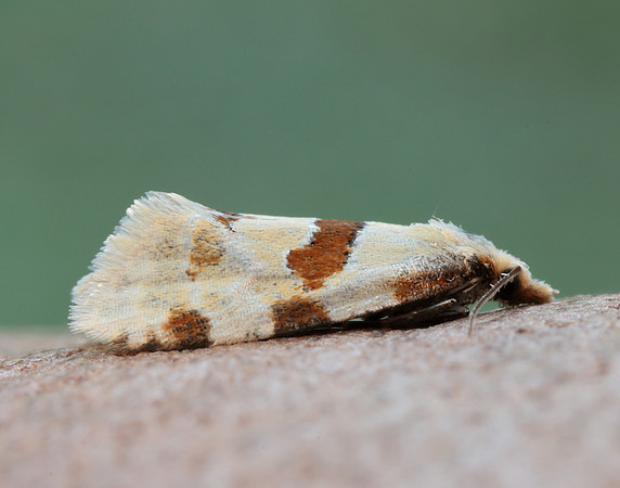 49.127 BF945 Aethes cnicana