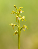 Coralroot Orchid Corallorhiza trifida