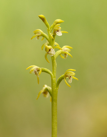 Coralroot Orchid Corallorhiza trifida
