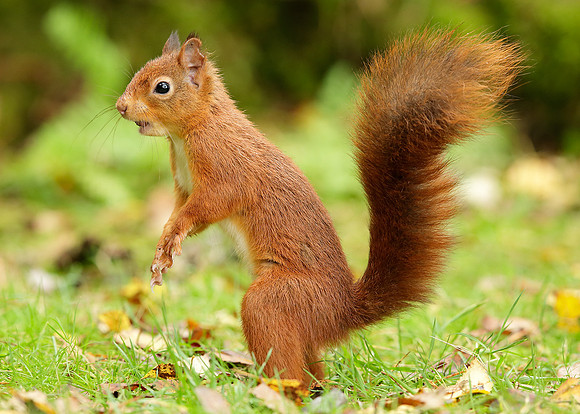 Red Squirrel Sciurus vulgaris