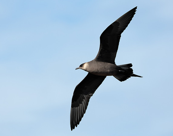 Arctic Skua Stercorarius parasiticus