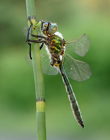 Brilliant Emerald Somatochlora metallica