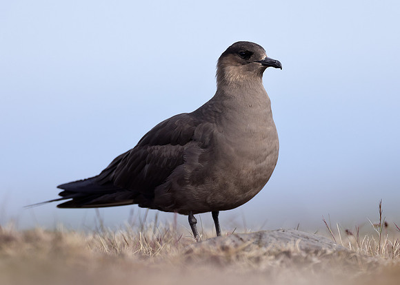 Arctic Skua Stercorarius parasiticus