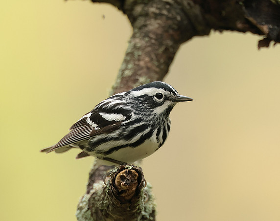Black & White Warbler Mniotilta varia
