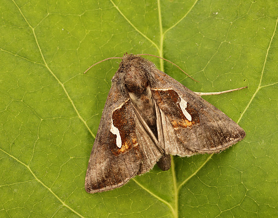 73.010 BF2436 Dewick's Plusia Macdunnoughia confusa