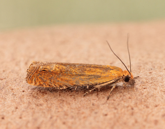 49.345 BF1219 Lathronympha strigana