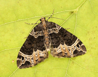 70.094 BF1759 Small Phoenix Ecliptopera silaceata