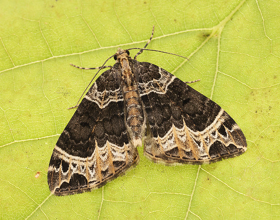 70.094 BF1759 Small Phoenix Ecliptopera silaceata
