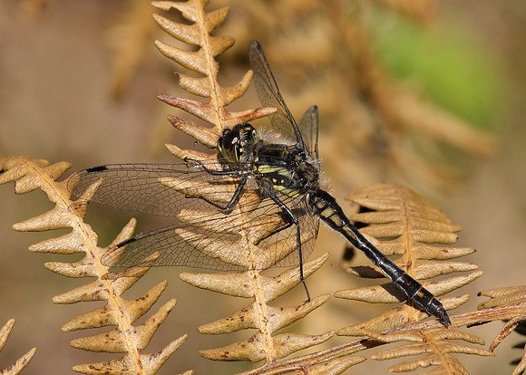 Black Darter Sympetrum danae