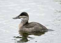 Ruddy Duck Oxyura jamaicensis
