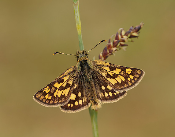 Chequered Skipper Carterocephalus palaemon