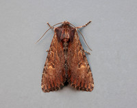 73.156 BF2326 Clouded-bordered Brindle Apamea crenata