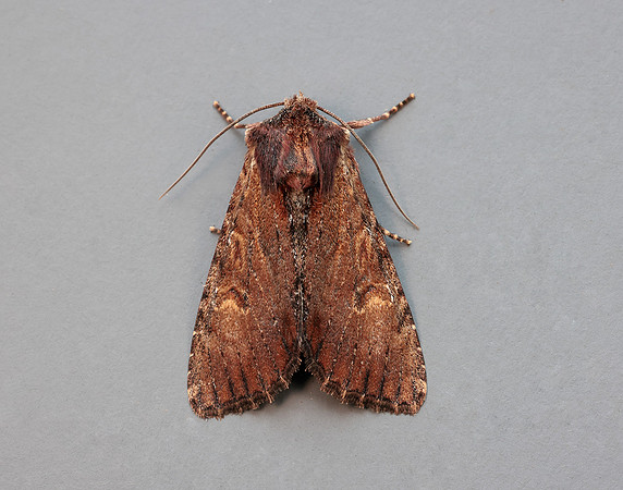 73.156 BF2326 Clouded-bordered Brindle Apamea crenata