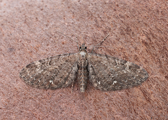 70.183 BF1834 Common Pug Eupithecia vulgata
