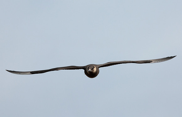 Arctic Skua Stercorarius parasiticus