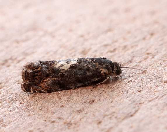 49.365 BF1229 Pammene albuginana