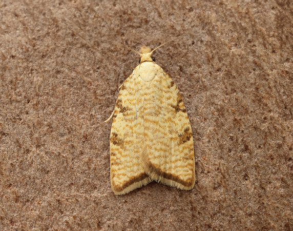 49.060 BF1032 Aleimma loeflingiana