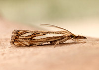 63.102 BF1316 Catoptria falsella