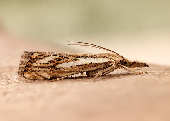 63.102 BF1316 Catoptria falsella