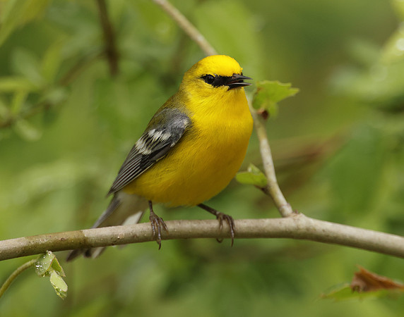 Blue-winged Warbler Vermivora cyanoptera