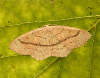 70.037 BF1681 Clay Triple-lines Cyclophora linearia