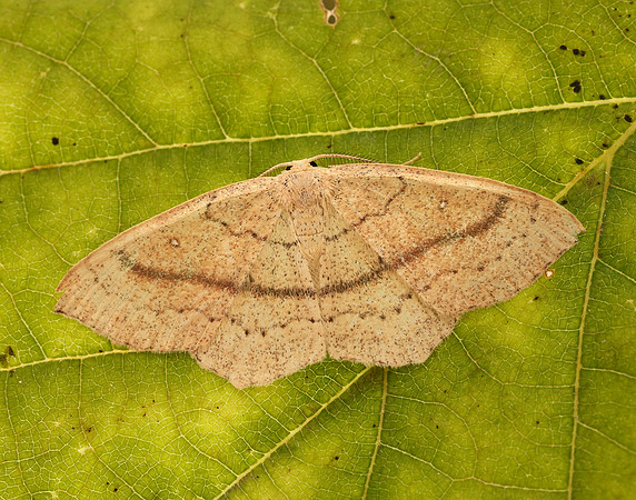 70.037 BF1681 Clay Triple-lines Cyclophora linearia