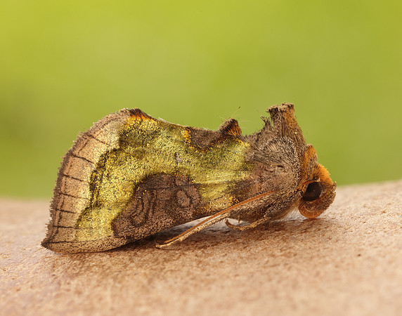 73.012 BF2434 Burnished Brass Diachrysia chrysitis