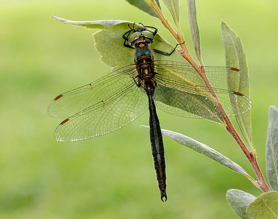 Northern Emerald Somatochlora arctica