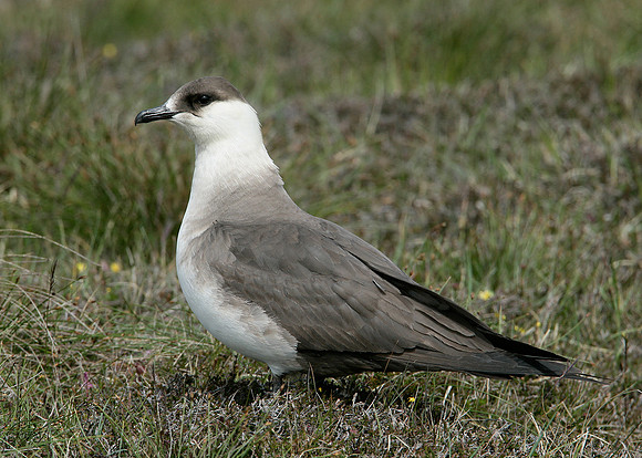 Arctic Skua Stercorarius parasiticus