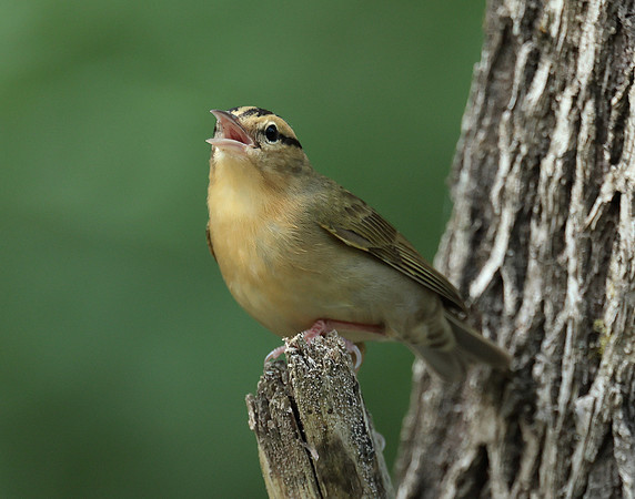Worm-eating Warbler Helmitheros vermivorum