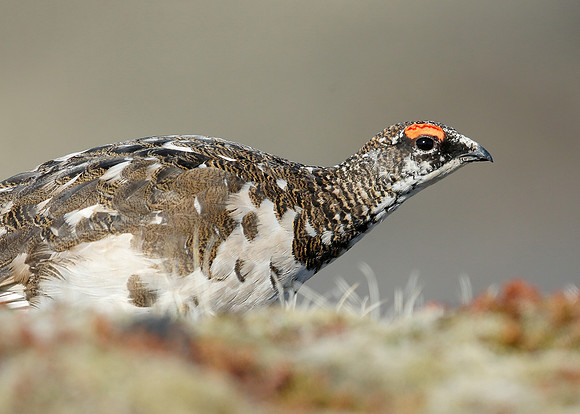 Ptarmigan Lagopus mutus