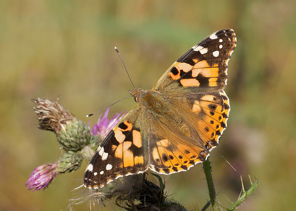 Painted Lady Vanessa cardui