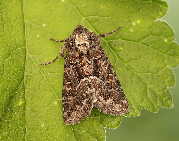 73.109 BF2303 Straw Underwing Thalpophila matura
