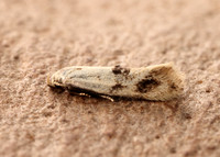 38.039 BF609 Elachista maculicerusella