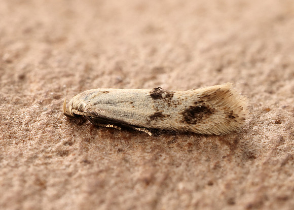 38.039 BF609 Elachista maculicerusella