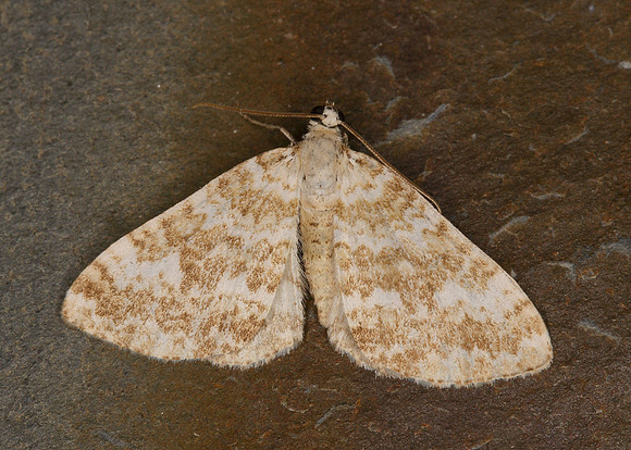 70.138 BF1808 Sandy Carpet Perizoma flavofasciata