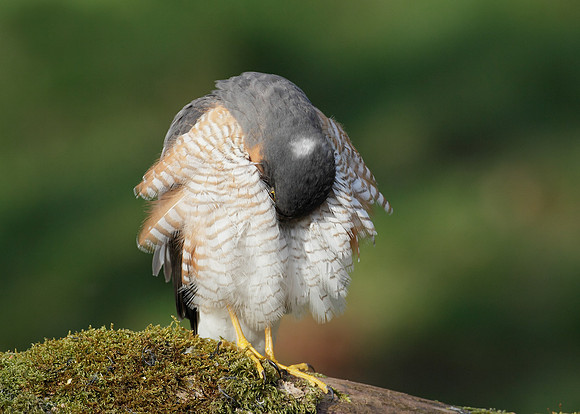 Sparrowhawk Accipiter nisus