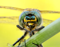 Brilliant Emerald Somatochlora metallica
