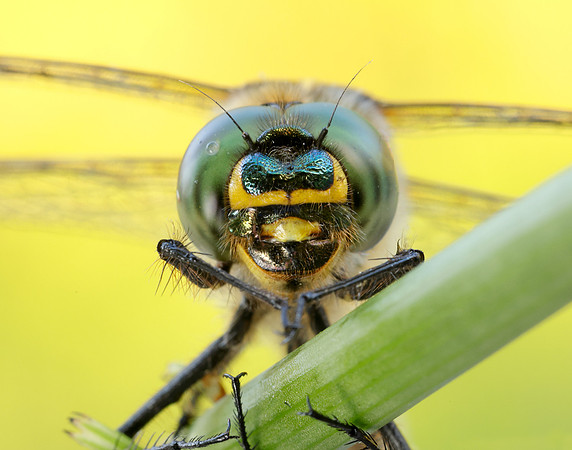Brilliant Emerald Somatochlora metallica
