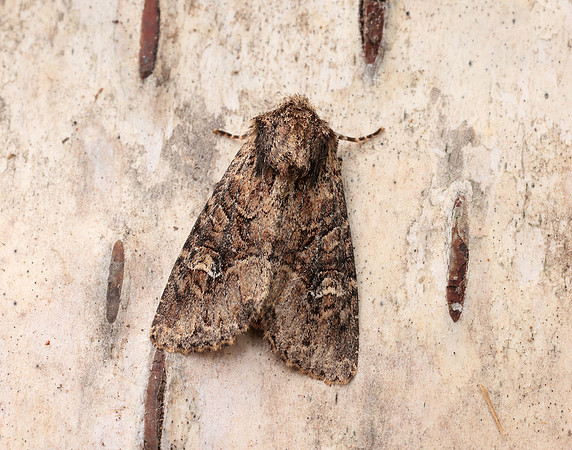 73.159 BF2331 Small Clouded Brindle Apamea unanimi