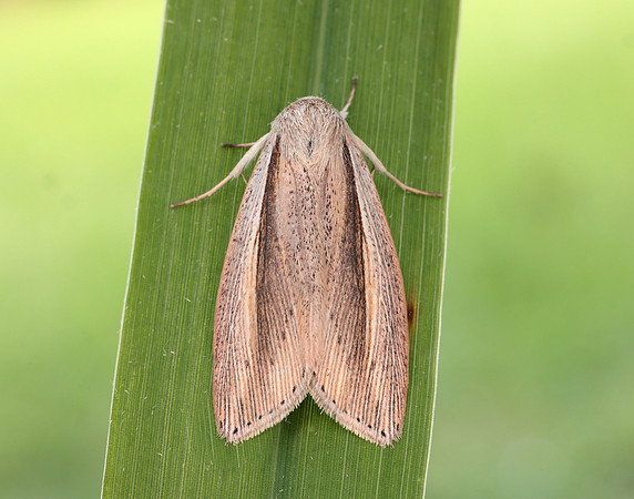 73.305 BF2209 Flame Wainscot Senta flammea