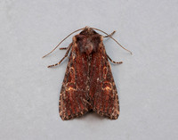 73.156 BF2326 Clouded-bordered Brindle Apamea crenata