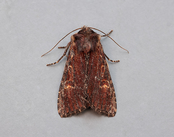73.156 BF2326 Clouded-bordered Brindle Apamea crenata